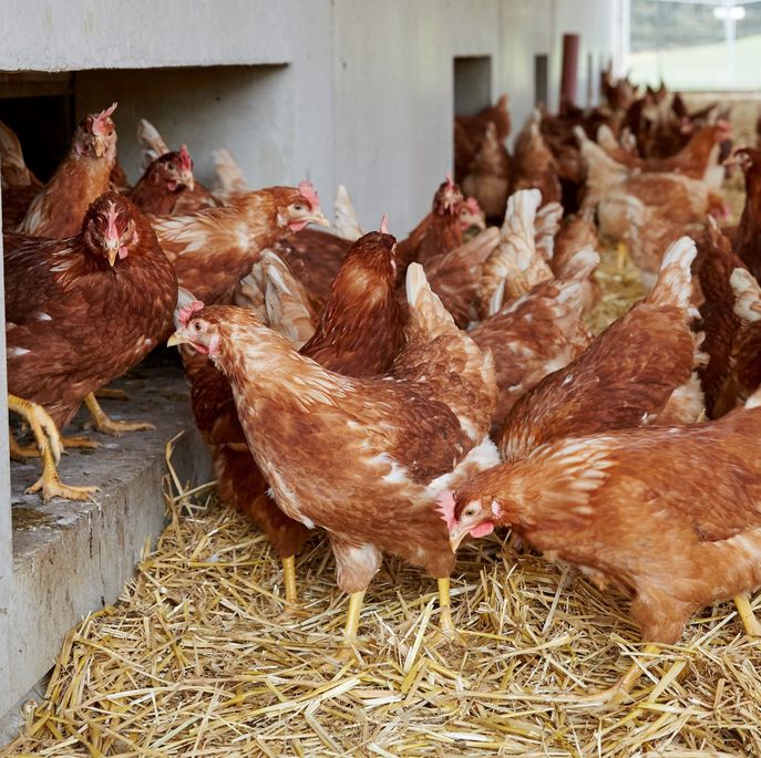 Hühner ©Foto Melbinger-LK-Stmk © LK- Stmk/Foto Melbinger