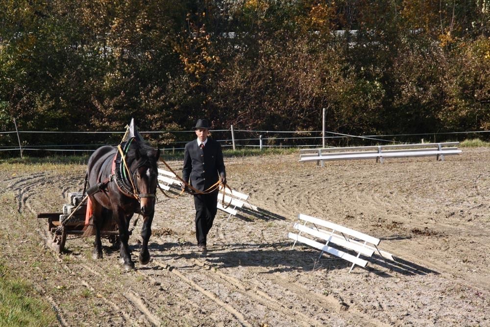 Leistungsprüfung Noriker Haflinger 2020.jpg © PZV Leistungsprüfung Noriker Haflinger 2020.jpg © PZV