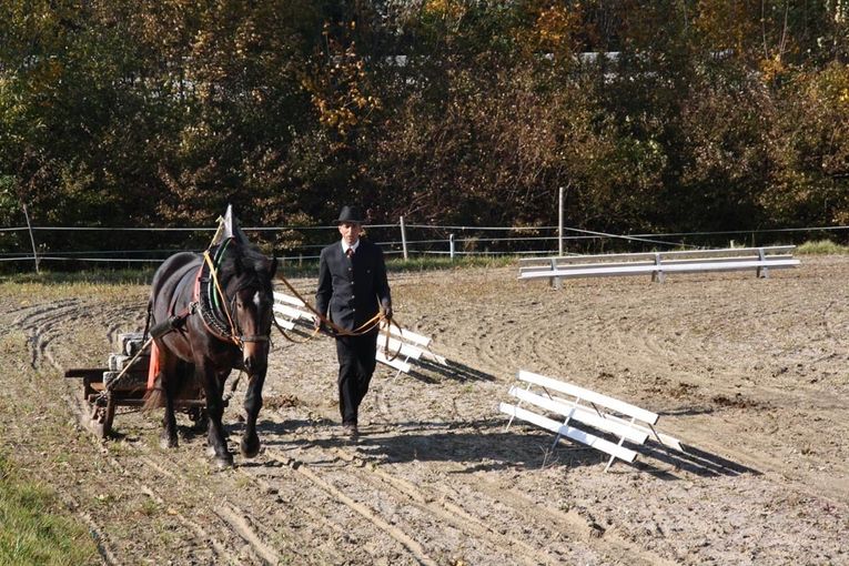 Leistungsprüfung Noriker Haflinger 2020.jpg © PZV