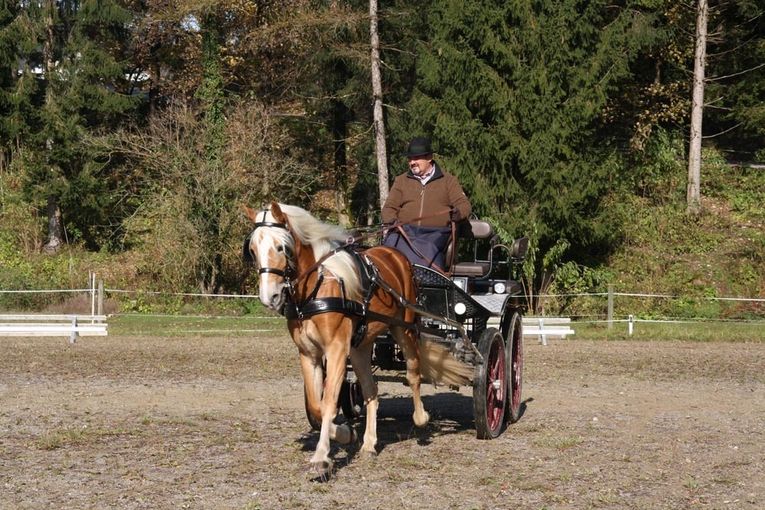 Leistungsprüfung Noriker Haflinger 2020.jpg © PZV Leistungsprüfung Noriker Haflinger 2020.jpg © PZV