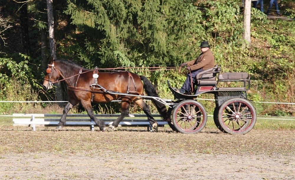 Leistungsprüfung Noriker Haflinger 2020.jpg © PZV