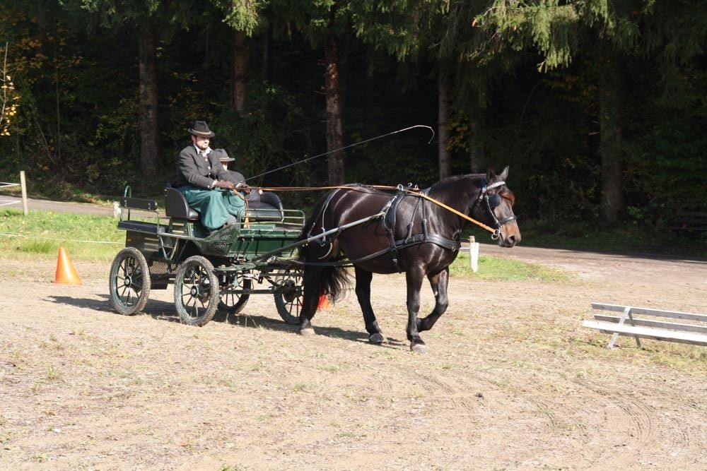 Leistungsprüfung Noriker Haflinger 2020.jpg © PZV Leistungsprüfung Noriker Haflinger 2020.jpg © PZV