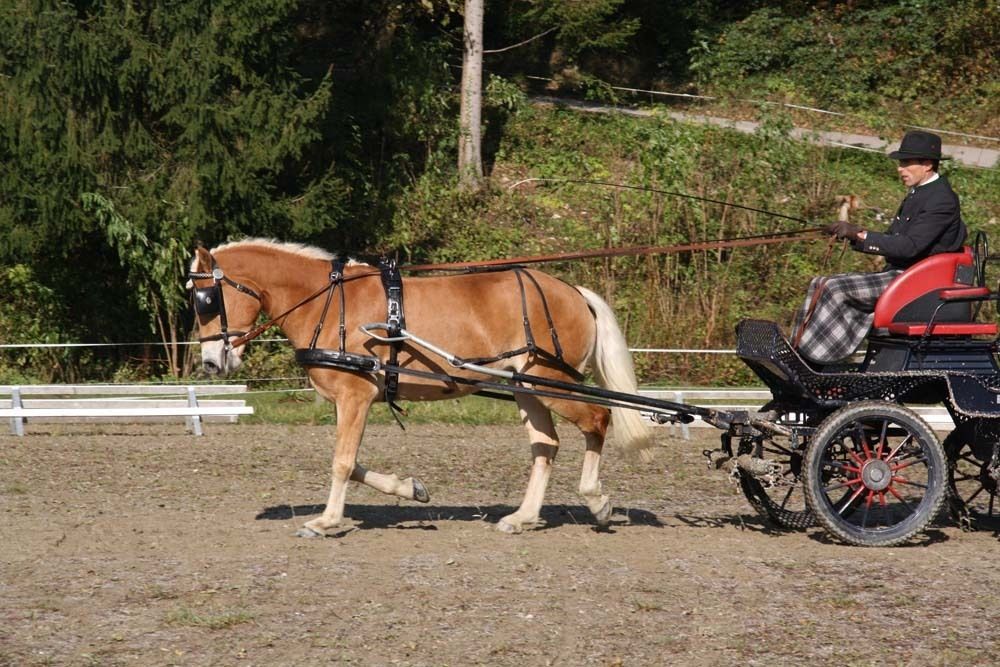 Leistungsprüfung Noriker Haflinger 2020.jpg © PZV Leistungsprüfung Noriker Haflinger 2020.jpg © PZV