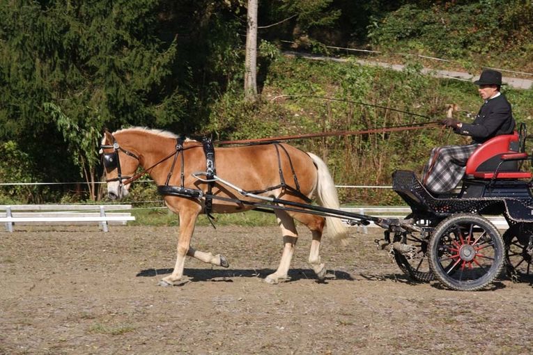 Leistungsprüfung Noriker Haflinger 2020.jpg