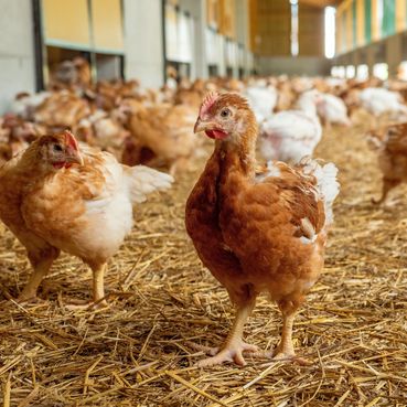 1_Hühner©agrarfoto.jpg © agrarfoto 1_Hühner©agrarfoto.jpg © agrarfoto