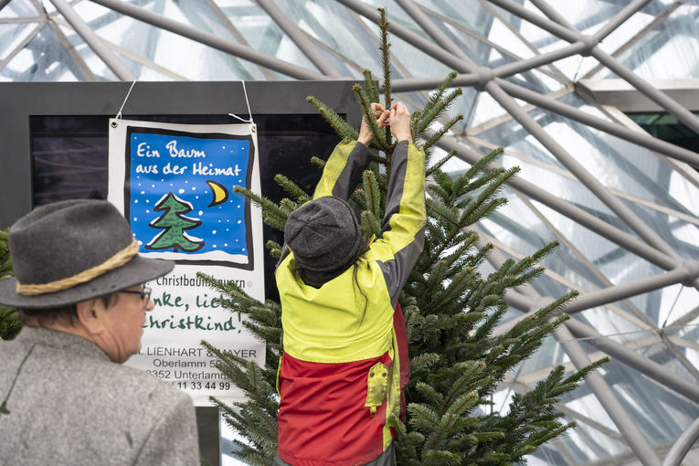 LK_PkChristbaeume006.jpg © Landwirtschaftskammer Steiermark / Alexander Danner