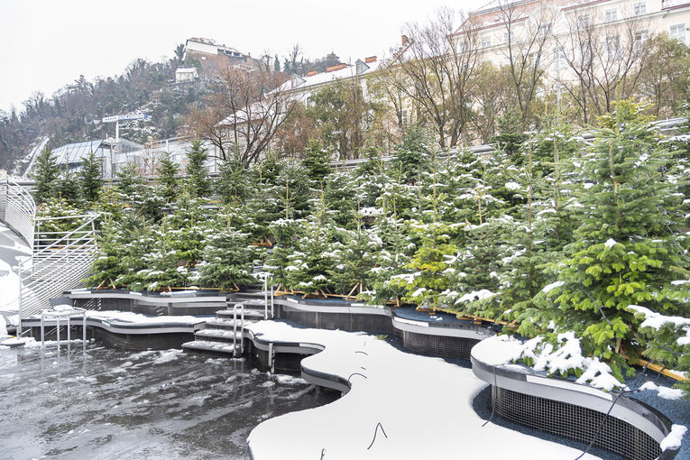 LK_PkChristbaeume007.jpg © Landwirtschaftskammer Steiermark / Alexander Danner