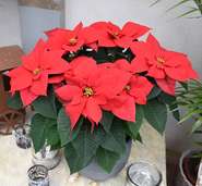 Foto_2_Der Weihnachtsstern.jpg © Hettlinger-LK-Burgenland