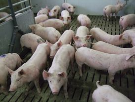 Mastschweine BSP.jpg Mastschweine BSP.jpg