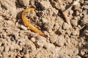 Mais Drahtwurmer Erfolgreich Bekampfen Der Chemische Werkzeugkasten Fur Die Saison 2021 Landwirtschaftskammer Pflanzenschutz