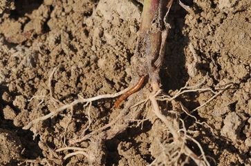 Mais Drahtwurmer Erfolgreich Bekampfen Der Chemische Werkzeugkasten Fur Die Saison 2021 Landwirtschaftskammer Pflanzenschutz