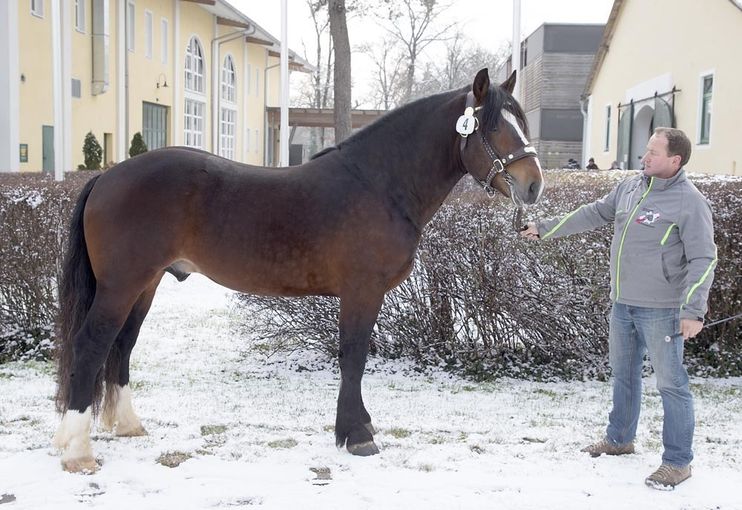 Salzburgs Noriker punkten auch mit Charakter.jpg © Wurm