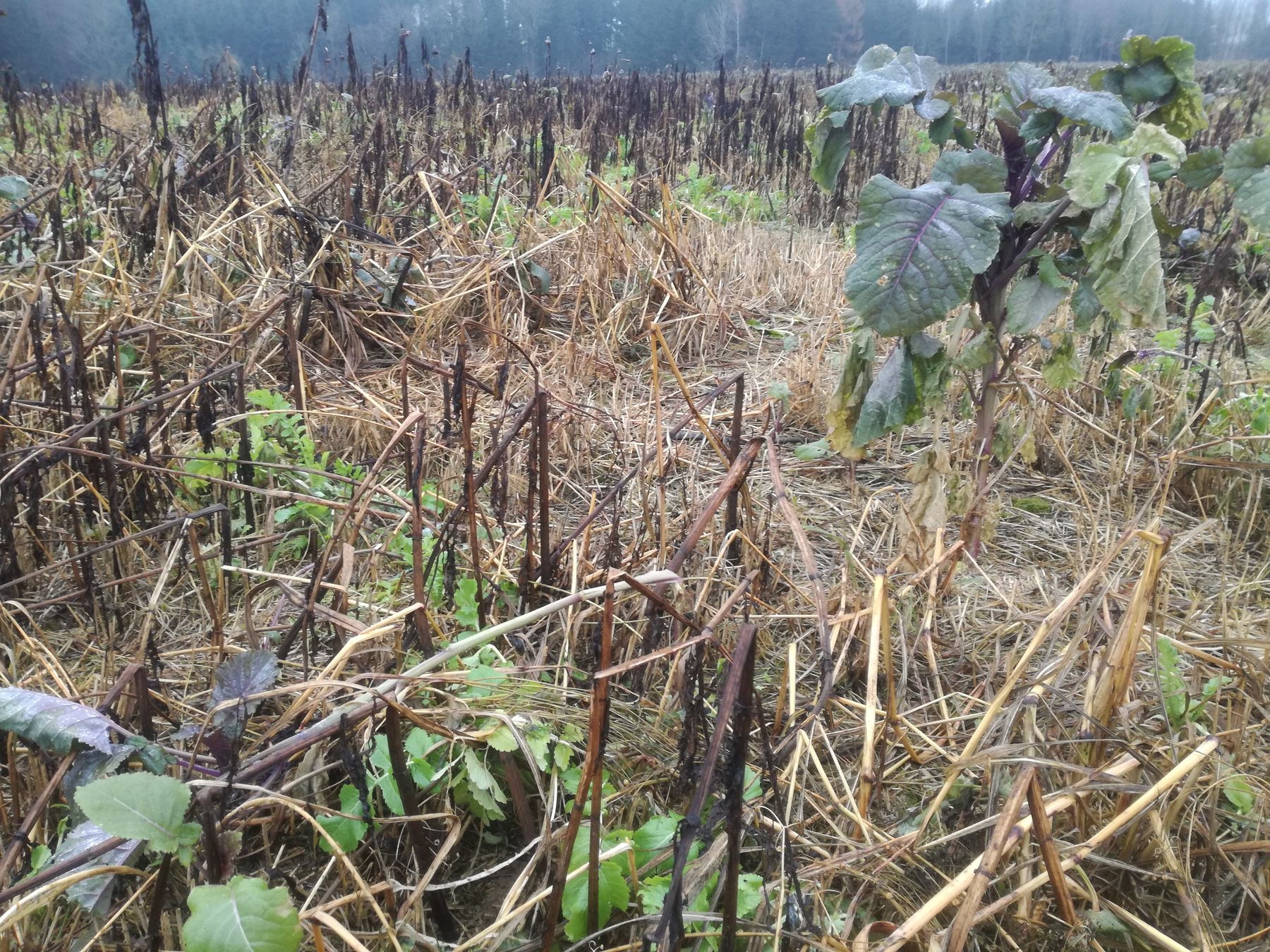Eindrücke vom ZWF- Mähdruschsaatversuch in Rohr im Kremstal##+##19. Dezember 2020 Eindrücke vom ZWF- Mähdruschsaatversuch in Rohr im Kremstal##+##19. Dezember 2020