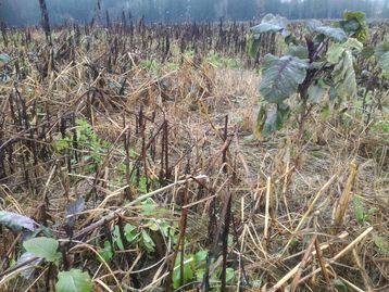 Eindrücke vom ZWF- Mähdruschsaatversuch in Rohr im Kremstal##+##19. Dezember 2020 Eindrücke vom ZWF- Mähdruschsaatversuch in Rohr im Kremstal##+##19. Dezember 2020