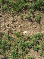SoilSaveWeeding Ernsdor.jpg SoilSaveWeeding Ernsdor.jpg