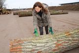 Marianne Frey-Amon bewertet so oft wie möglich die Qualität der Laubholzstämme persönlich. © Paula Pöchlauer-Kozel/LK Niederösterreich