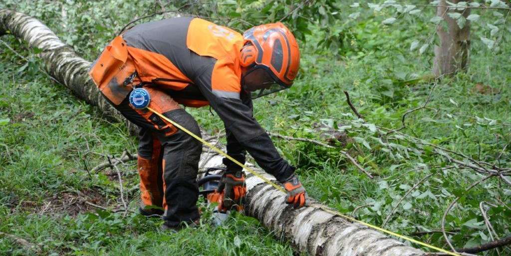 Ausformen von Laubholz.jpg © Zeller/LK Niederösterreich