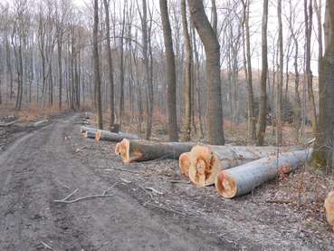 Lagerung Laubholz.jpg © Zeller/LK Niederösterreich