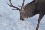 Farmwild Schneeaufnahme 8798.jpg Farmwild Schneeaufnahme 8798.jpg