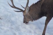 Farmwild Schneeaufnahme_8798.jpg © Deutz