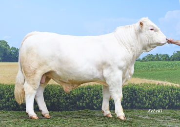 Nestor_AT443640138.jpg © CaRINDthia