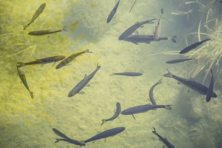 Fische.gif © st1909 – stock.adobe.com