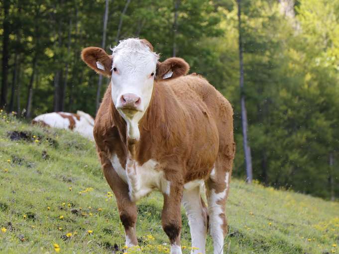 Salzburg BVD-Ausnahme gilt auch für 2021.jpg