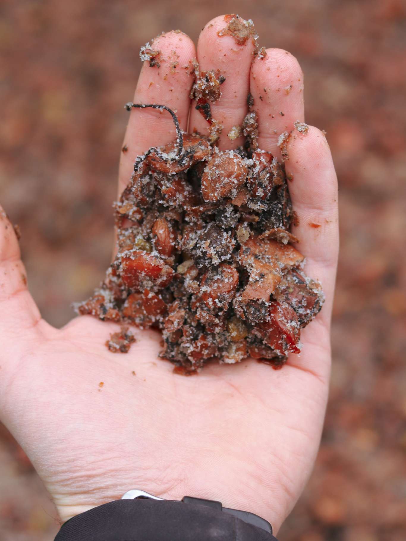 eiswein-trester-hand-(c)weingut-lang-illmitz.jpg