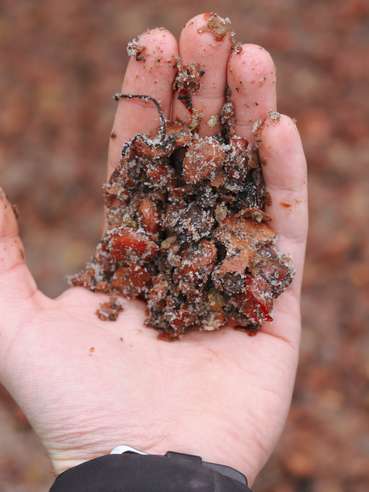 eiswein-trester-hand-(c)weingut-lang-illmitz.jpg © Weingut Lang/Illmitz