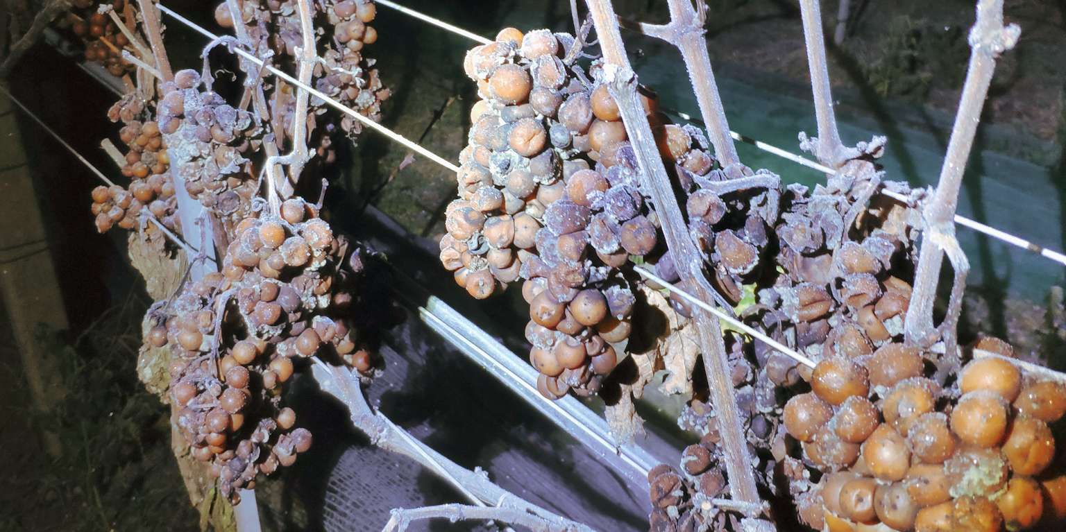 eiswein-weingarten-(c)weingut-lang-illmitz.jpg © Weingut Lang/Illmitz eiswein-weingarten-(c)weingut-lang-illmitz.jpg © Weingut Lang/Illmitz