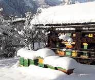 Bienen trotzen dem harten Winter.jpg © LK Kärnten/Erwin Weger Bienen trotzen dem harten Winter.jpg © LK Kärnten/Erwin Weger