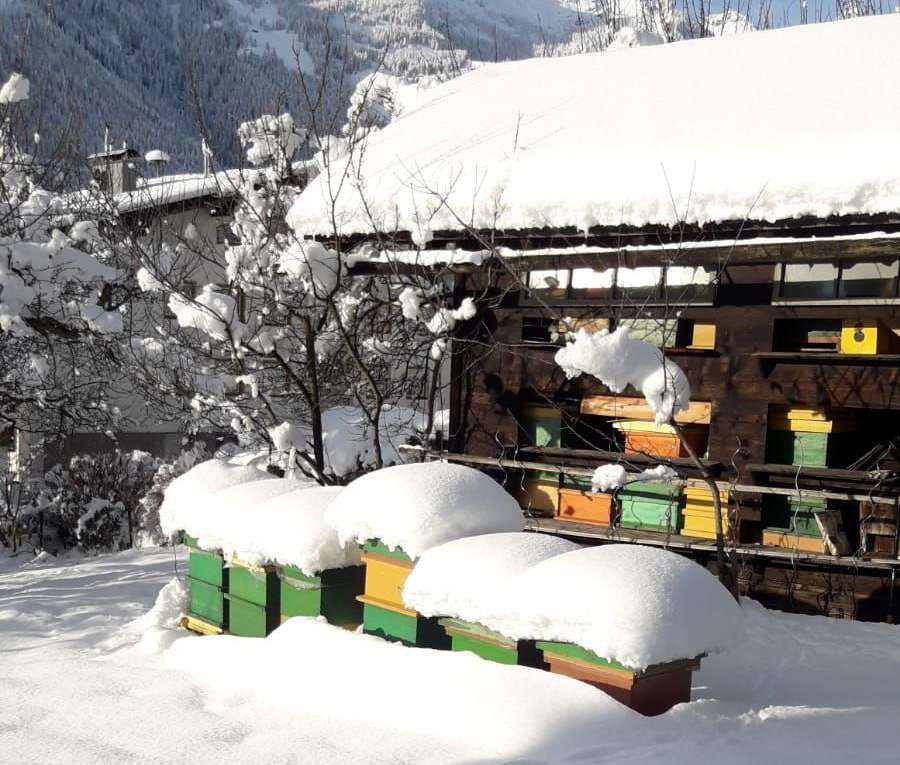 Bienen trotzen dem harten Winter.jpg © LK Kärnten/Erwin Weger Bienen trotzen dem harten Winter.jpg © LK Kärnten/Erwin Weger
