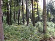 Wald mit Naturverjüngung_LKOÖ_Danninger (6).jpg © Danninger
