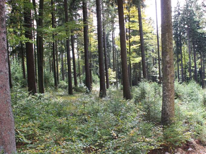 Wald mit Naturverjüngung_LKOÖ_Danninger (6).jpg © Danninger