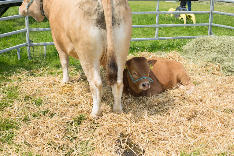 Kalb-4591.jpg © BBK Melk/Walchshofer