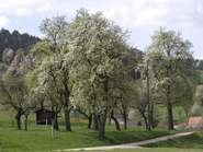 Streuobst.jpg © LK Kärnten/Siegfried Quendler Streuobst.jpg © LK Kärnten/Siegfried Quendler