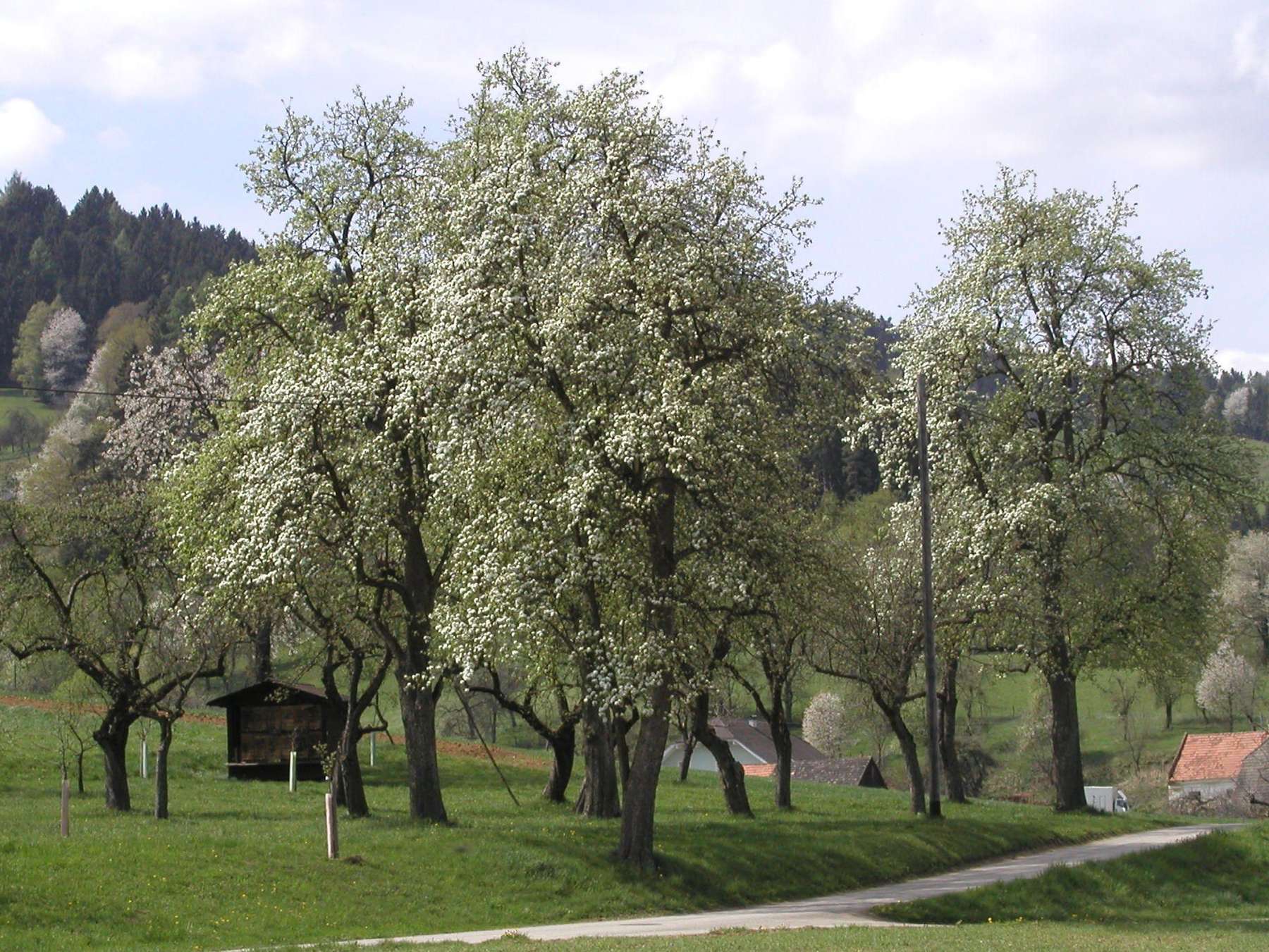Streuobst.jpg © LK Kärnten/Siegfried Quendler Streuobst.jpg © LK Kärnten/Siegfried Quendler