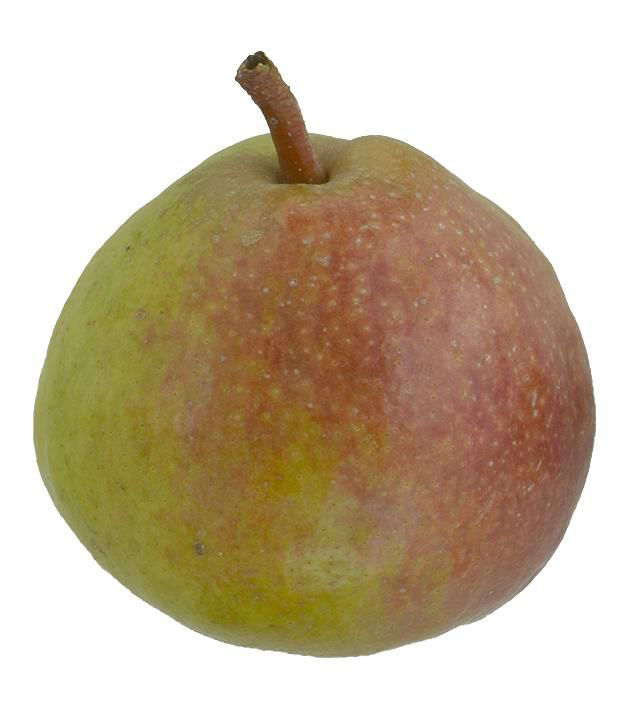 Achatzelbirne.jpg © LK Kärnten/Siegfried Quendler Achatzelbirne.jpg © LK Kärnten/Siegfried Quendler