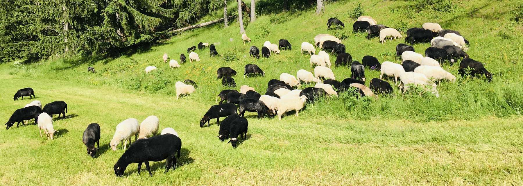 Weideflächen Steinschaf.jpg © LK Kärnten/Eduard Penker Weideflächen Steinschaf.jpg © LK Kärnten/Eduard Penker
