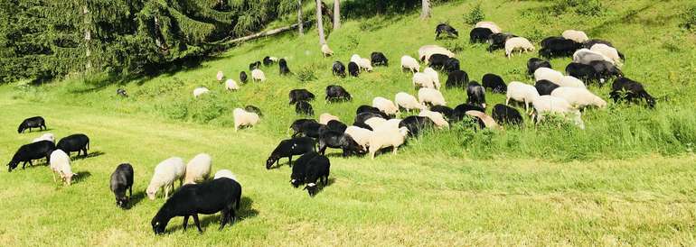 Weideflächen Steinschaf.jpg © LK Kärnten/Eduard Penker Weideflächen Steinschaf.jpg © LK Kärnten/Eduard Penker