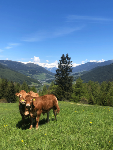 Weide.png © LK Tirol Weide.png © LK Tirol