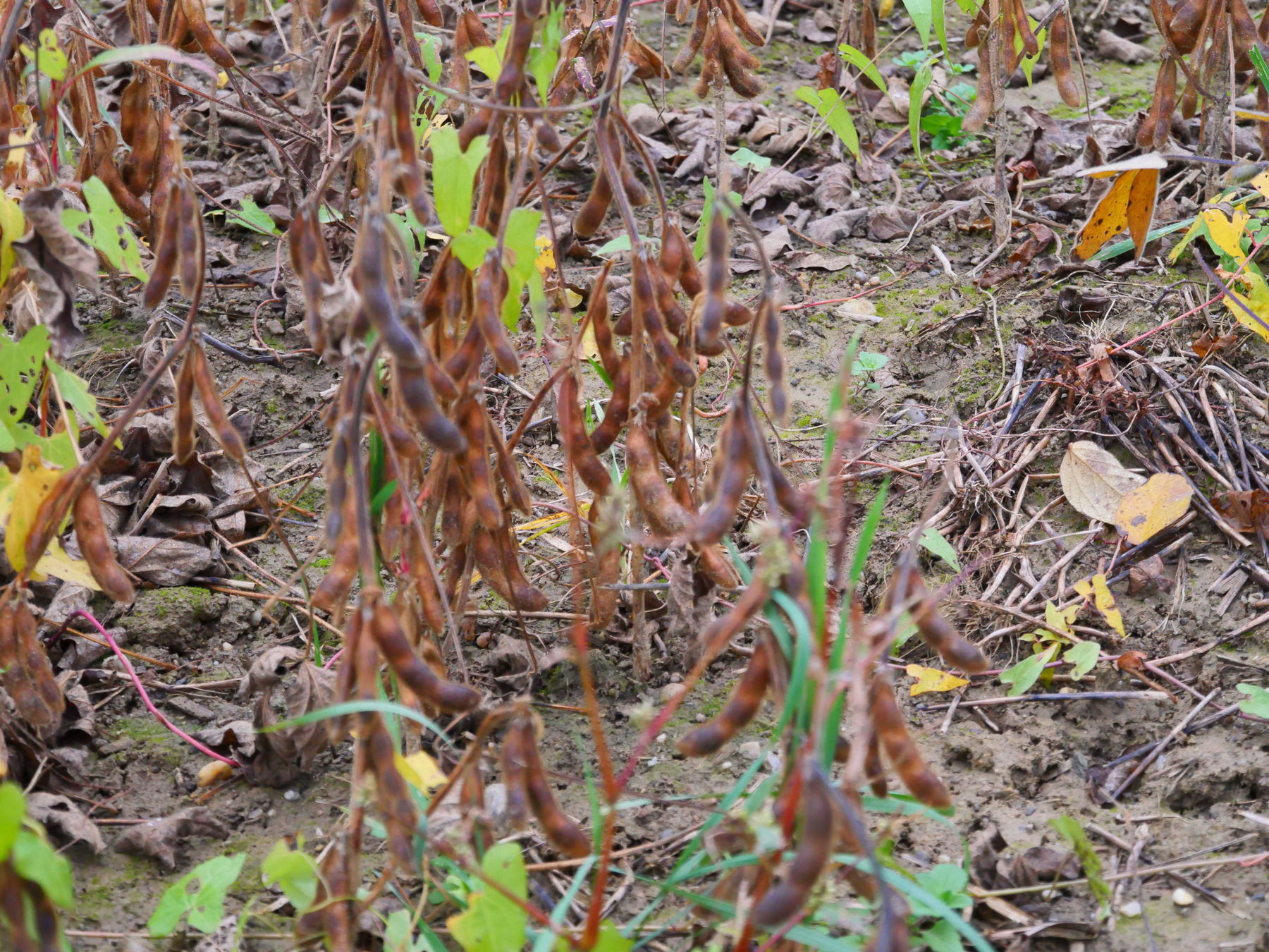 Abbildung 2 Zweitfuchtanbau.jpg © Landwirtschaftskammer Steiermark / Karl Mayer Abbildung 2 Zweitfuchtanbau.jpg © Landwirtschaftskammer Steiermark / Karl Mayer