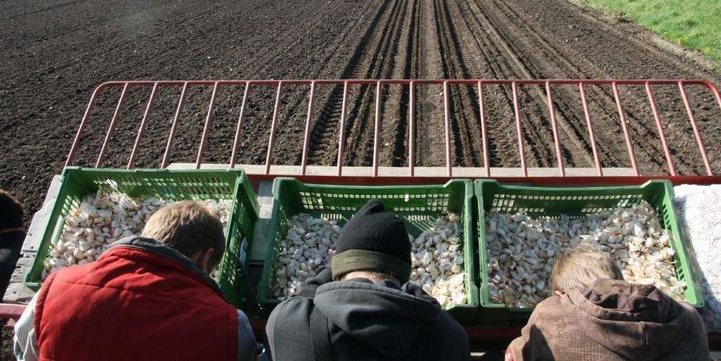 Knoblauchanbau.jpg © Josef Keferböck/LK Niederösterreich Knoblauchanbau.jpg © Josef Keferböck/LK Niederösterreich