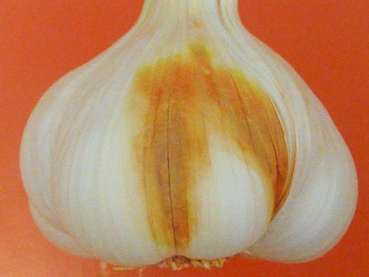 P.salomonii - Erkrankung bei Knoblauch.jpg