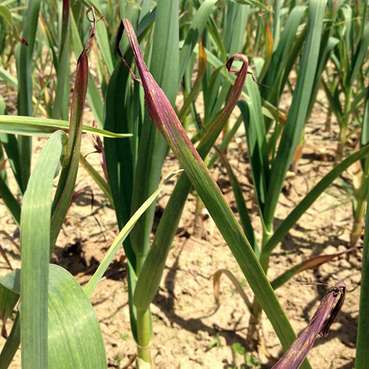 purpleleaves2 - Erkrankung bei Knoblauch.jpg © Josef Keferböck/LK Niederösterreich purpleleaves2 - Erkrankung bei Knoblauch.jpg © Josef Keferböck/LK Niederösterreich