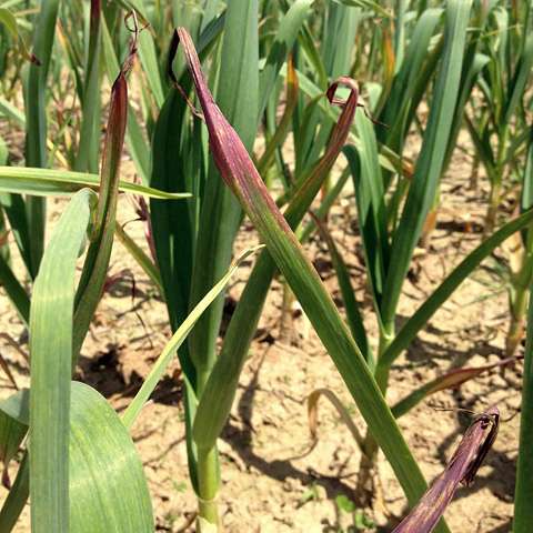 purpleleaves2 - Erkrankung bei Knoblauch.jpg © Josef Keferböck/LK Niederösterreich purpleleaves2 - Erkrankung bei Knoblauch.jpg © Josef Keferböck/LK Niederösterreich