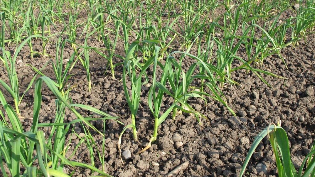 © Josef Keferböck/LK Niederösterreich © Josef Keferböck/LK Niederösterreich