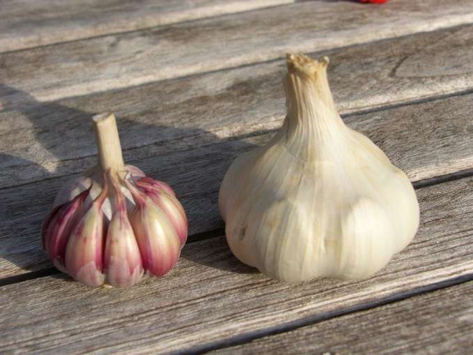 Knoblauch.jpg