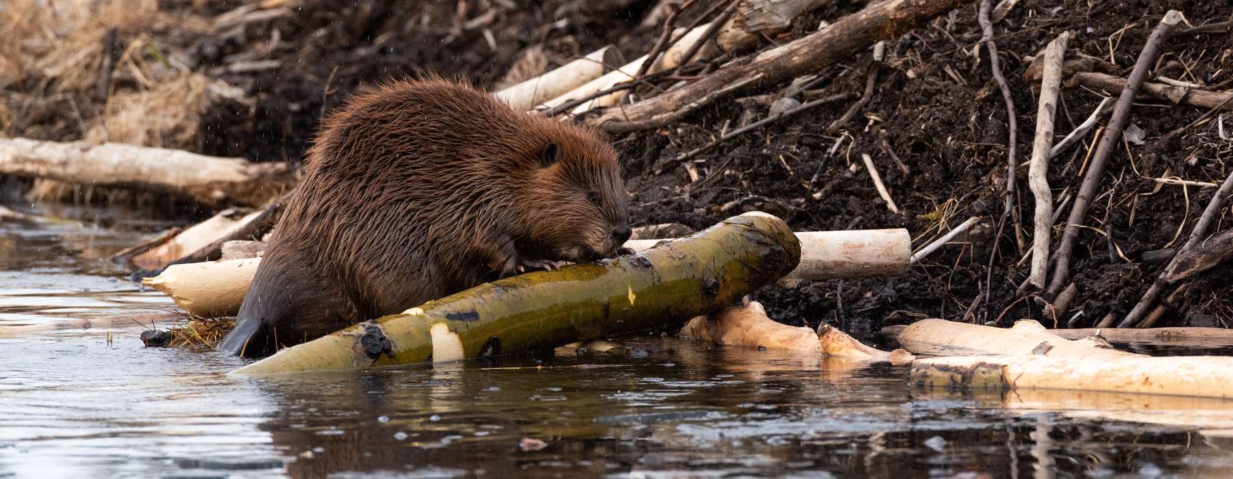 Biber.jpg © Dan Pepper/stock.adobe.com Biber.jpg © Dan Pepper/stock.adobe.com