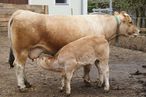 Fremdes Kalb an Mutterkuh gewöhnen.jpg Fremdes Kalb an Mutterkuh gewöhnen.jpg